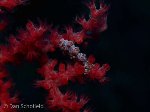 Image of Bargibant's Seahorse