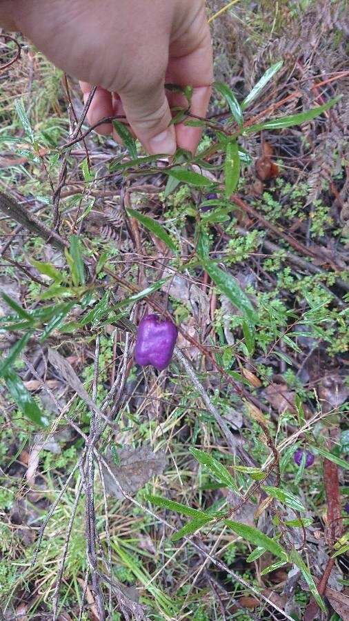 Imagem de Billardiera longiflora Labill.