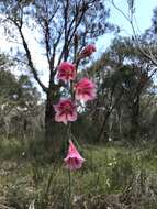 Imagem de Gladiolus caryophyllaceus (Burm. fil.) Poir.