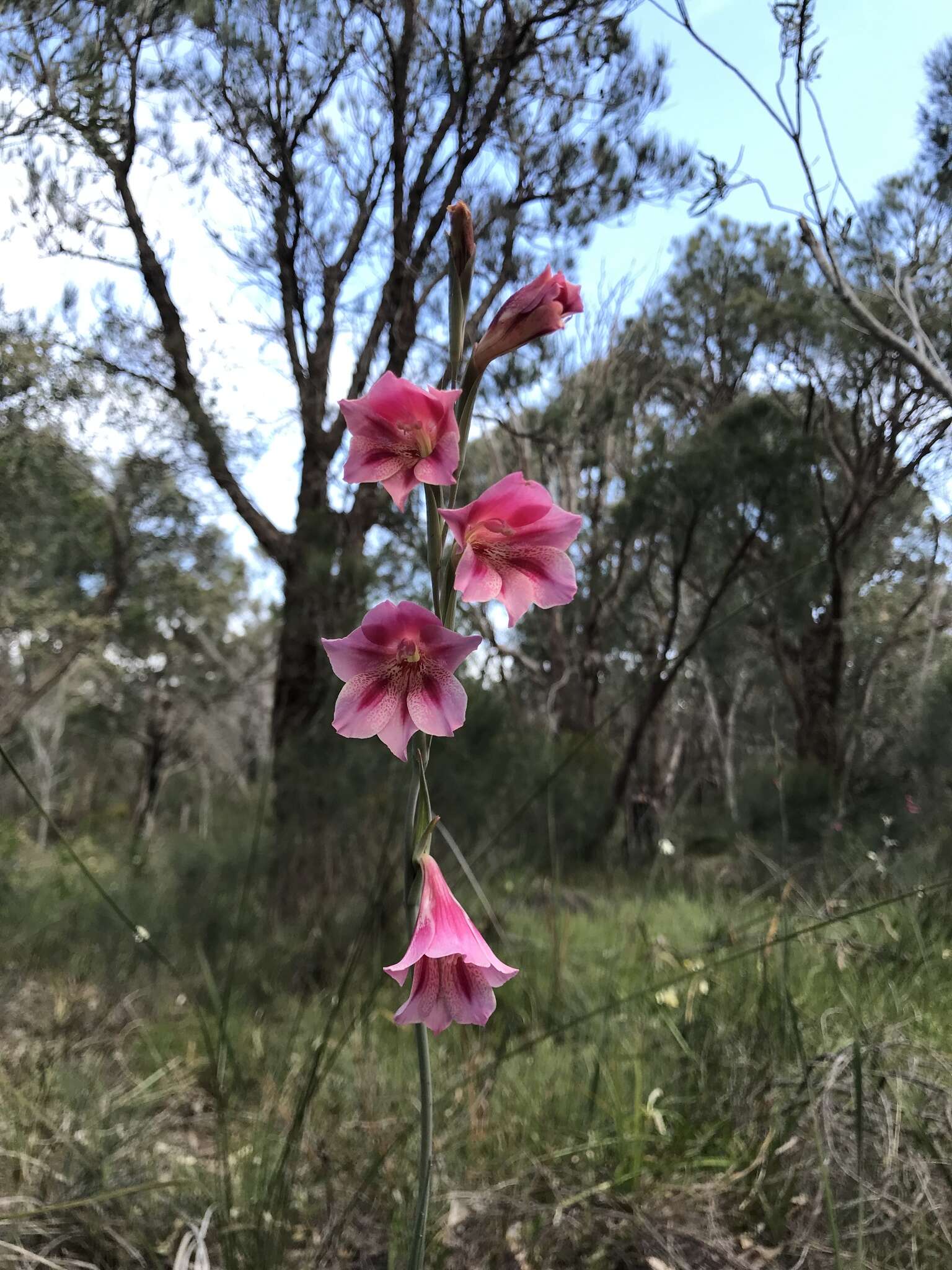 Imagem de Gladiolus caryophyllaceus (Burm. fil.) Poir.