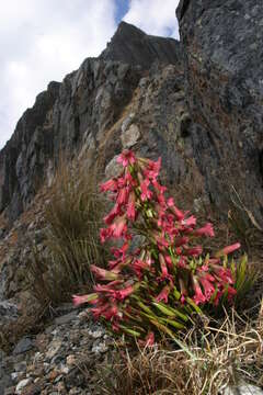 Image de Gentianella weberbaueri (Gilg) Fabris