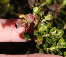 Escallonia myrtilloides L. fil. resmi