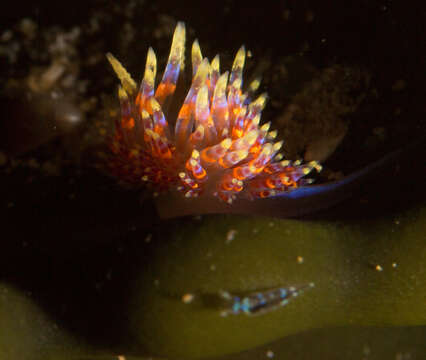 Image of four-colour nudibranch