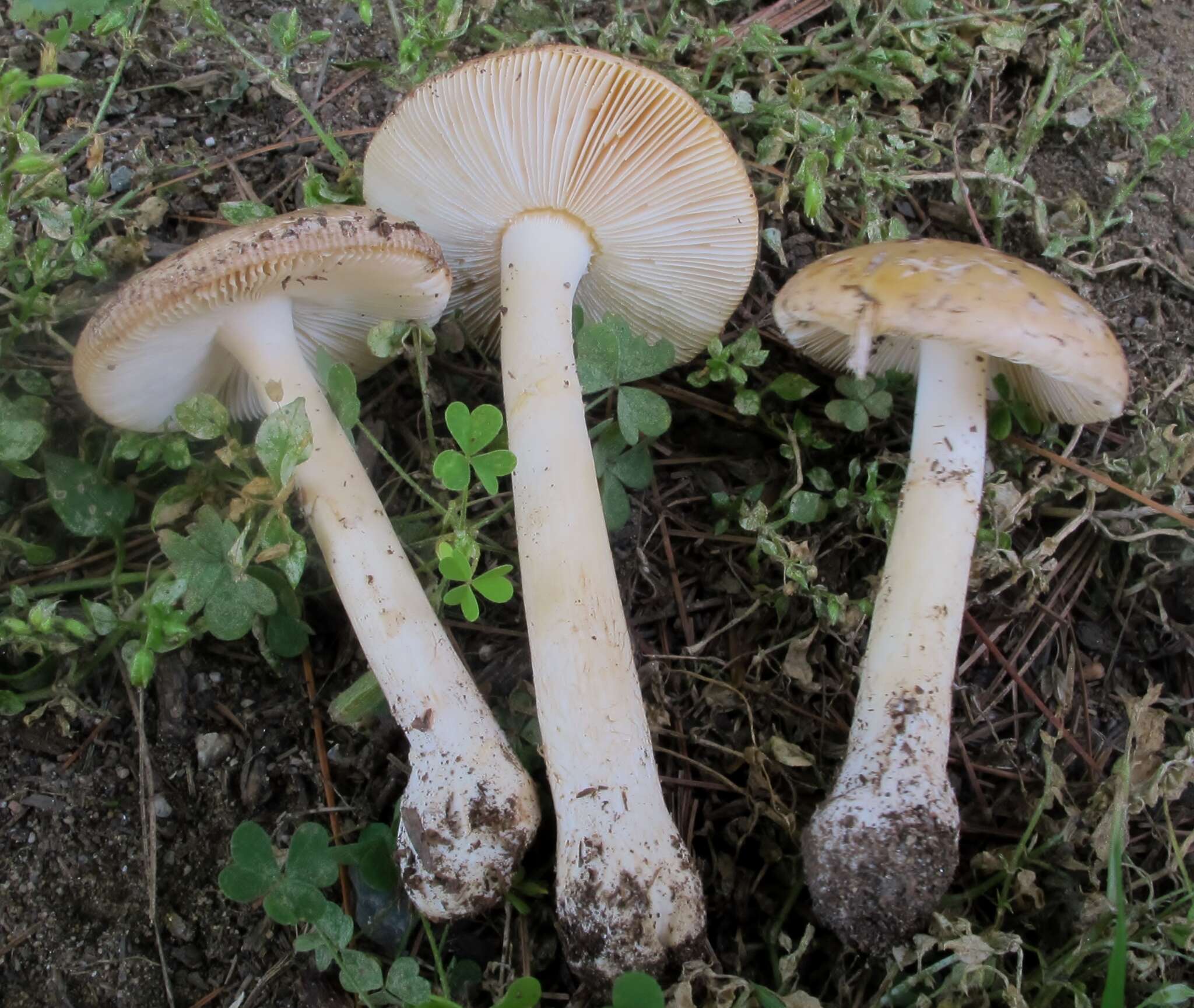 Image of Amanita crenulata Peck 1900