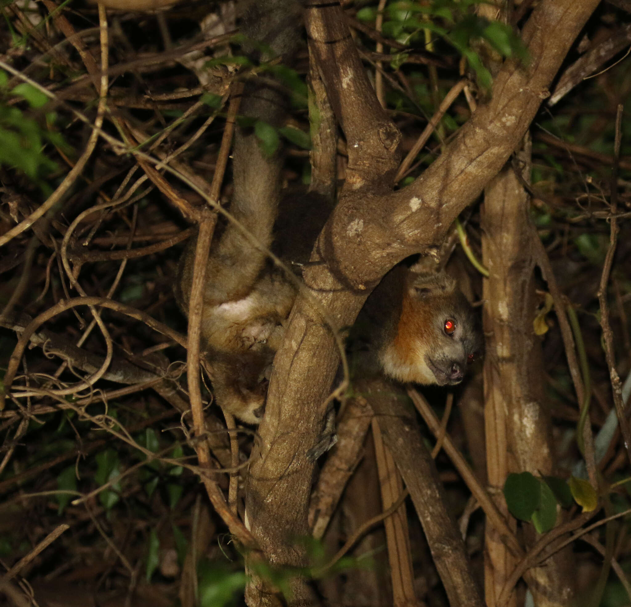 Image of Mongoose Lemur