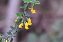 Image of Hairy Broom