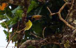 Image of Lettered Aracari