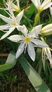 Imagem de Pancratium illyricum L.