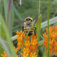 Слика од Bombus rufocinctus Cresson 1864