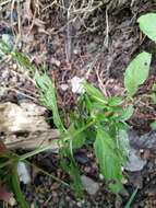 Image of pale willowherb