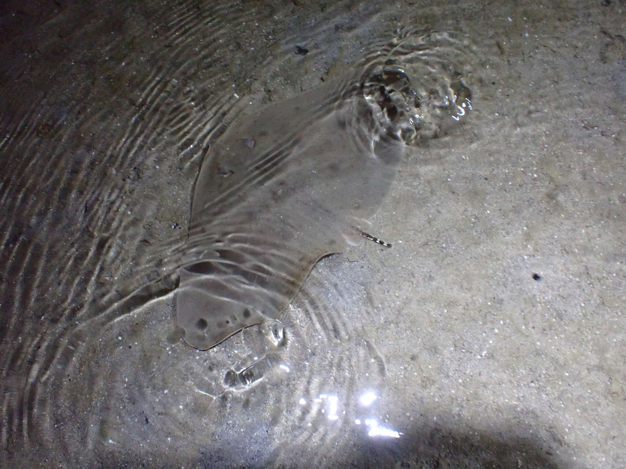 Image of Japanese Butterfly Ray