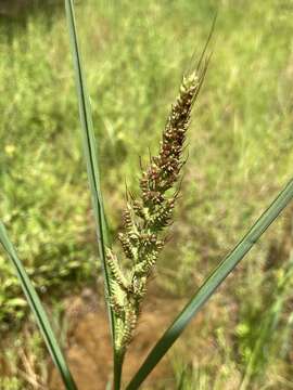 Plancia ëd Echinochloa muricata (P. Beauv.) Fernald