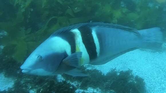 Image of Eastern king wrasse