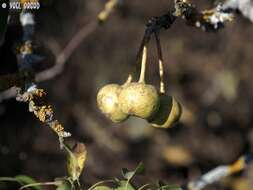 Plancia ëd Pyrus syriaca Boiss.