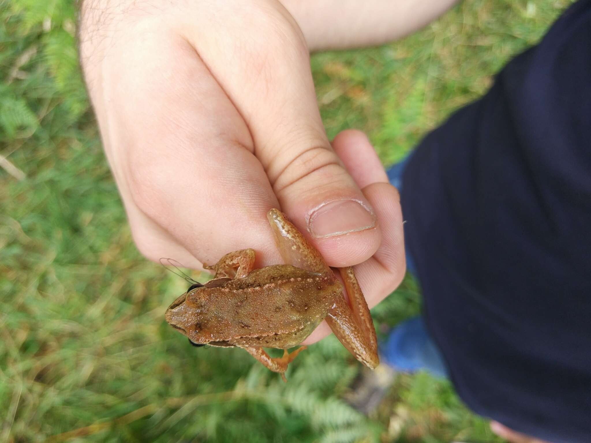 Image of Iberian Frog