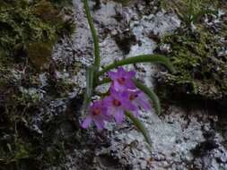 Image of Holcoglossum pumilum (Hayata) L. J. Chen, X. J. Xiao & G. Q. Zhang