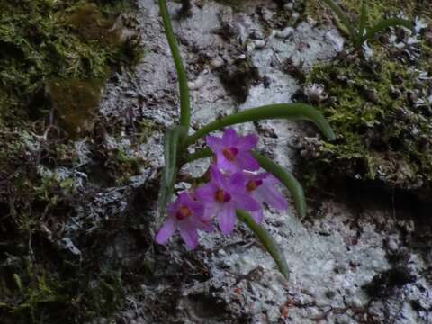 Holcoglossum pumilum (Hayata) L. J. Chen, X. J. Xiao & G. Q. Zhang的圖片