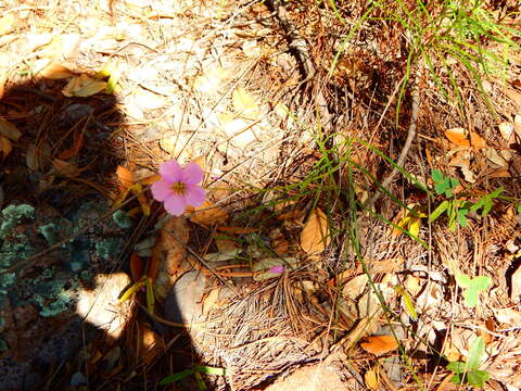 Image of Cosmos ochroleucoflorus Melchert