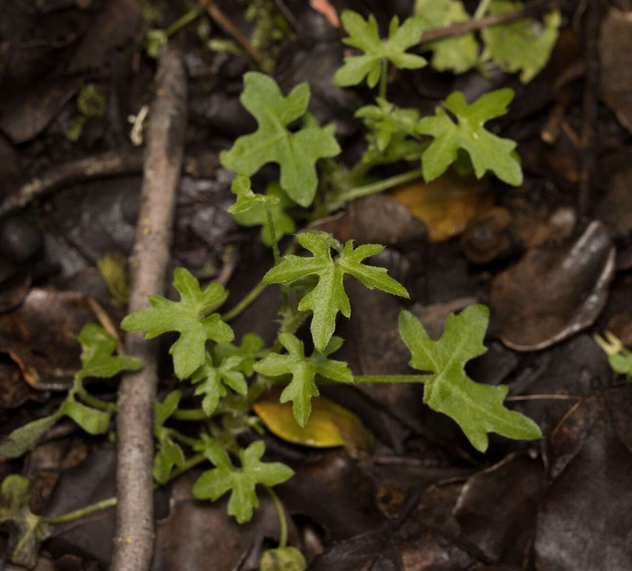 Image of Bowlesia uncinata Colla