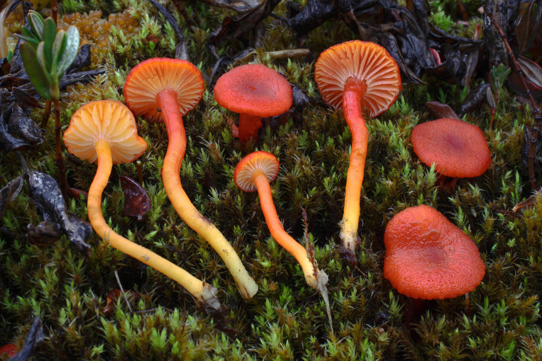 Image of Hygrocybe substrangulata (P. D. Orton) P. D. Orton & Watling 1969