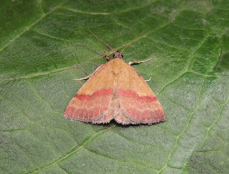 Image of small purple-barred