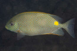 Image of Golden rabbitfish