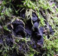 Image of jelly lichen