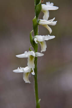 Image of Giant-Spiral Ladies'-Tresses