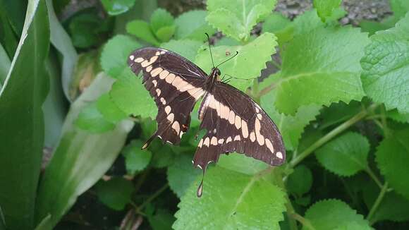 Image of Papilio homothoas Rothschild & Jordan 1906