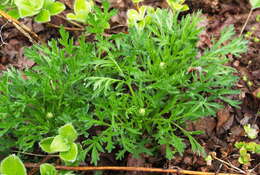 Image of Artemisia arctica