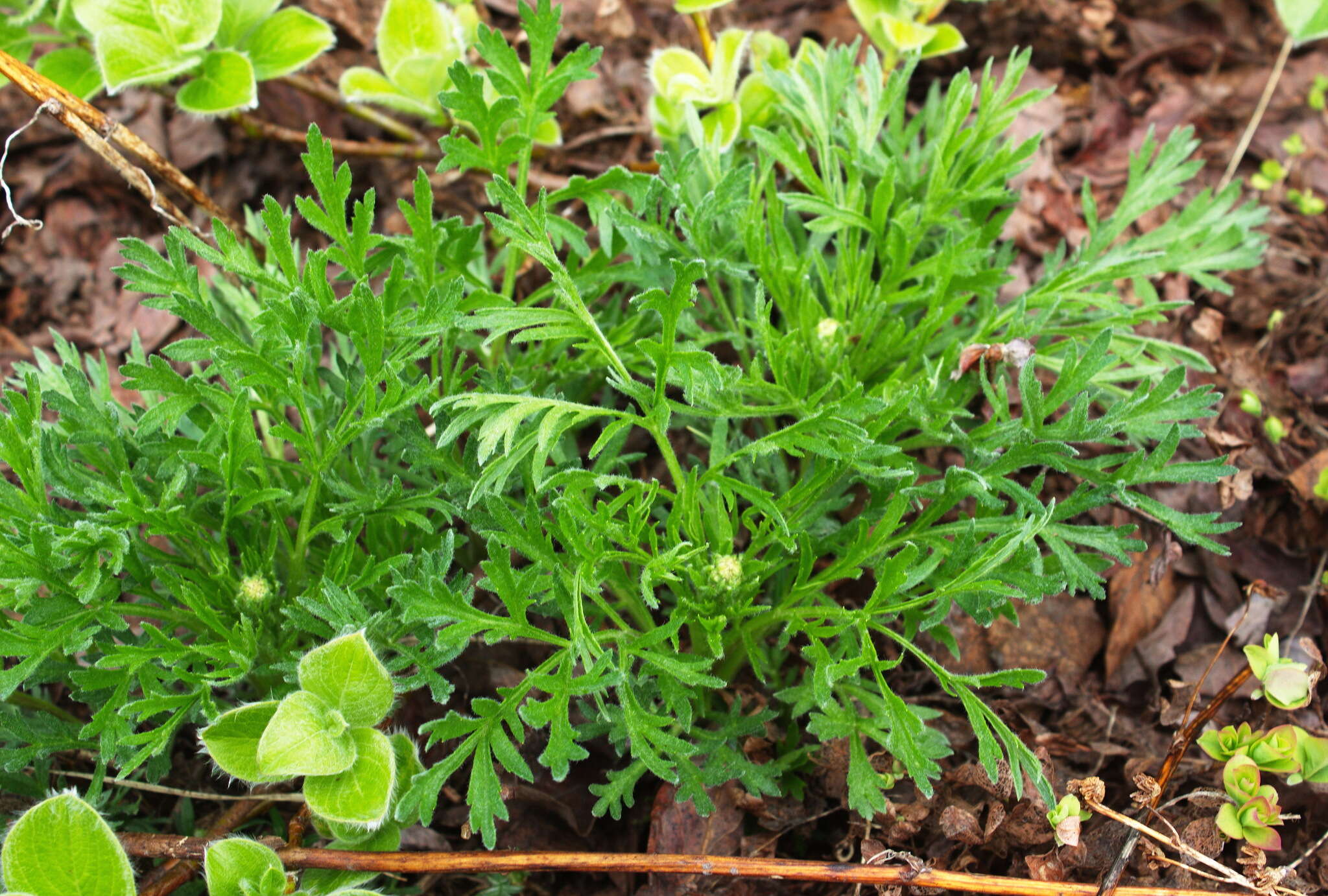 Image of Artemisia arctica