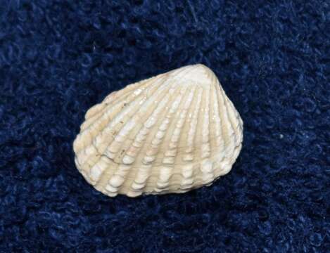 Cardites floridanus (Conrad 1838) resmi