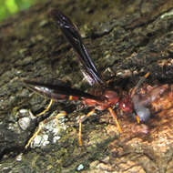 Image of Polistes annularis (Linnaeus 1763)