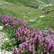 Image of Lamium garganicum L.