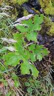 Image of arctic sweet coltsfoot