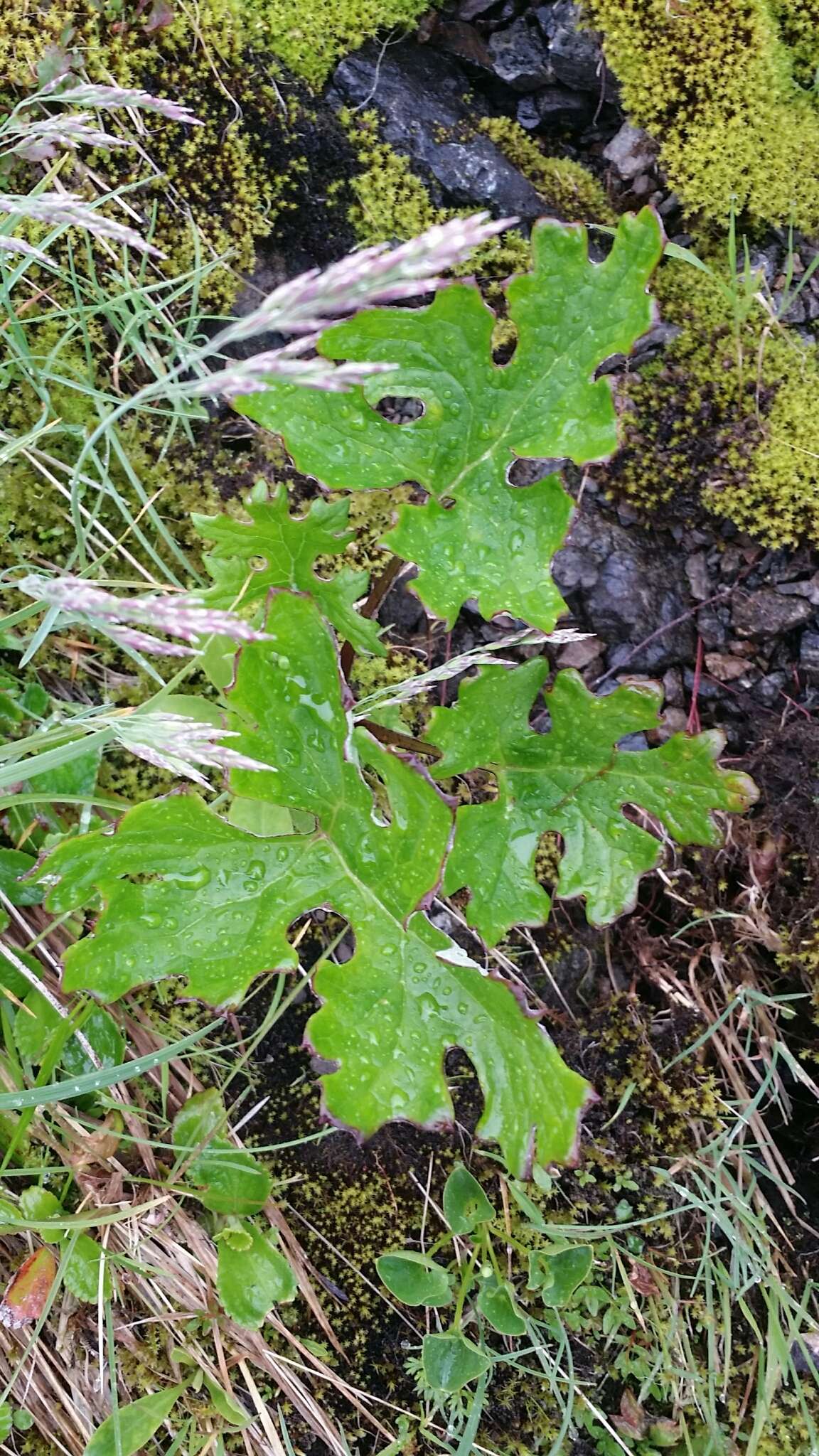 Plancia ëd Petasites frigidus (L.) R. E. Fr.