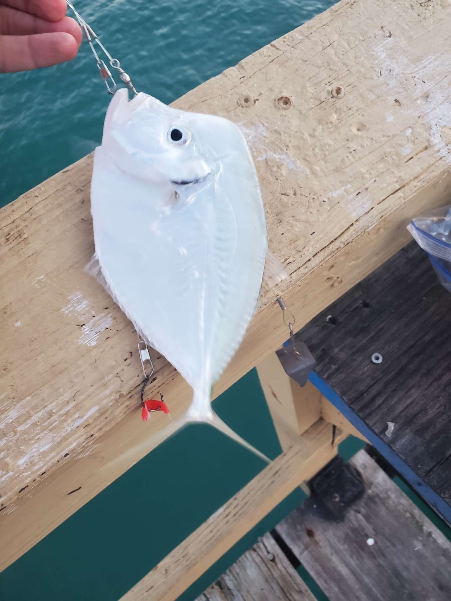 Image of Atlantic Moonfish