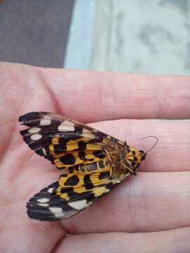 Image of Aglaomorpha histrio (Walker 1855)