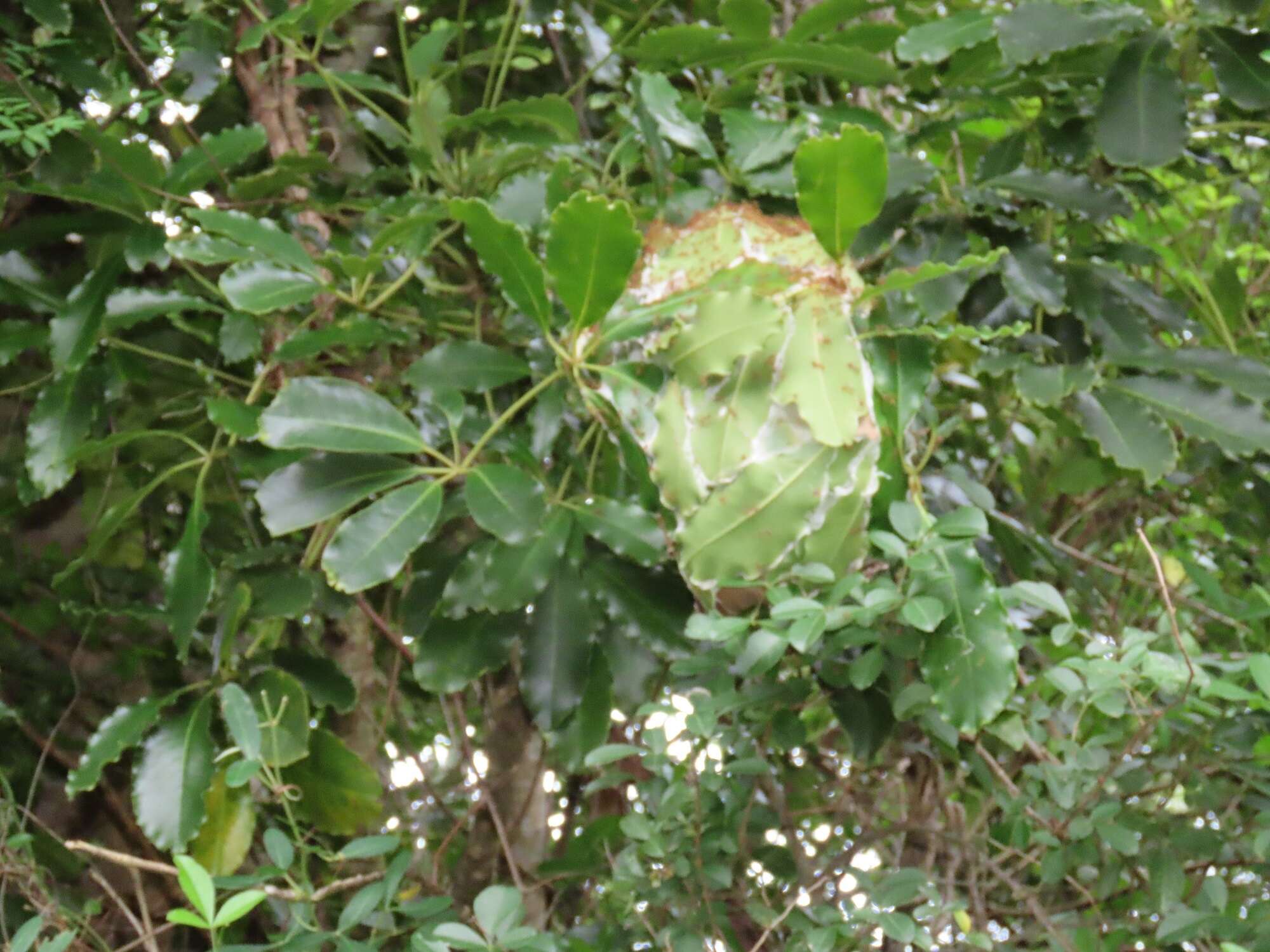 Image of Forest false cabbage-tree