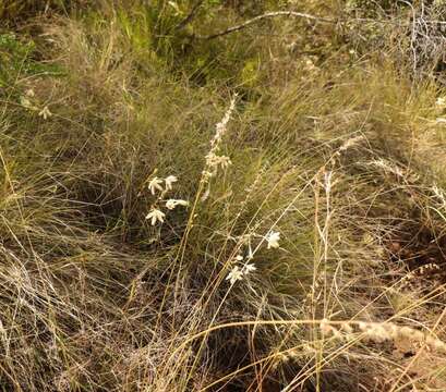 Imagem de Tritonia pallida Ker Gawl.