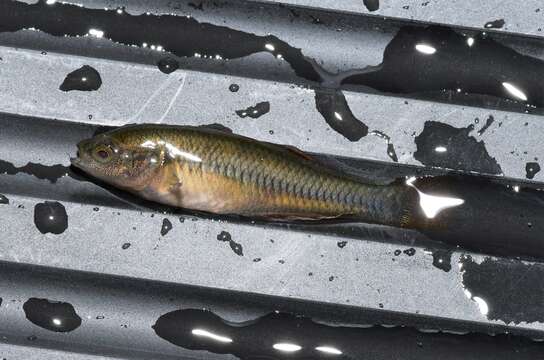 Image of Western carp gudgeon