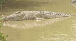 Image of West African crocodile