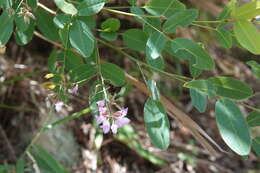 Image de Campylotropis macrocarpa var. giraldii (Schindl.) P. Y. Fu