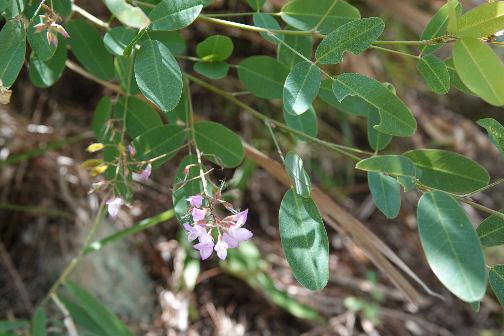 Image de Campylotropis macrocarpa var. giraldii (Schindl.) P. Y. Fu