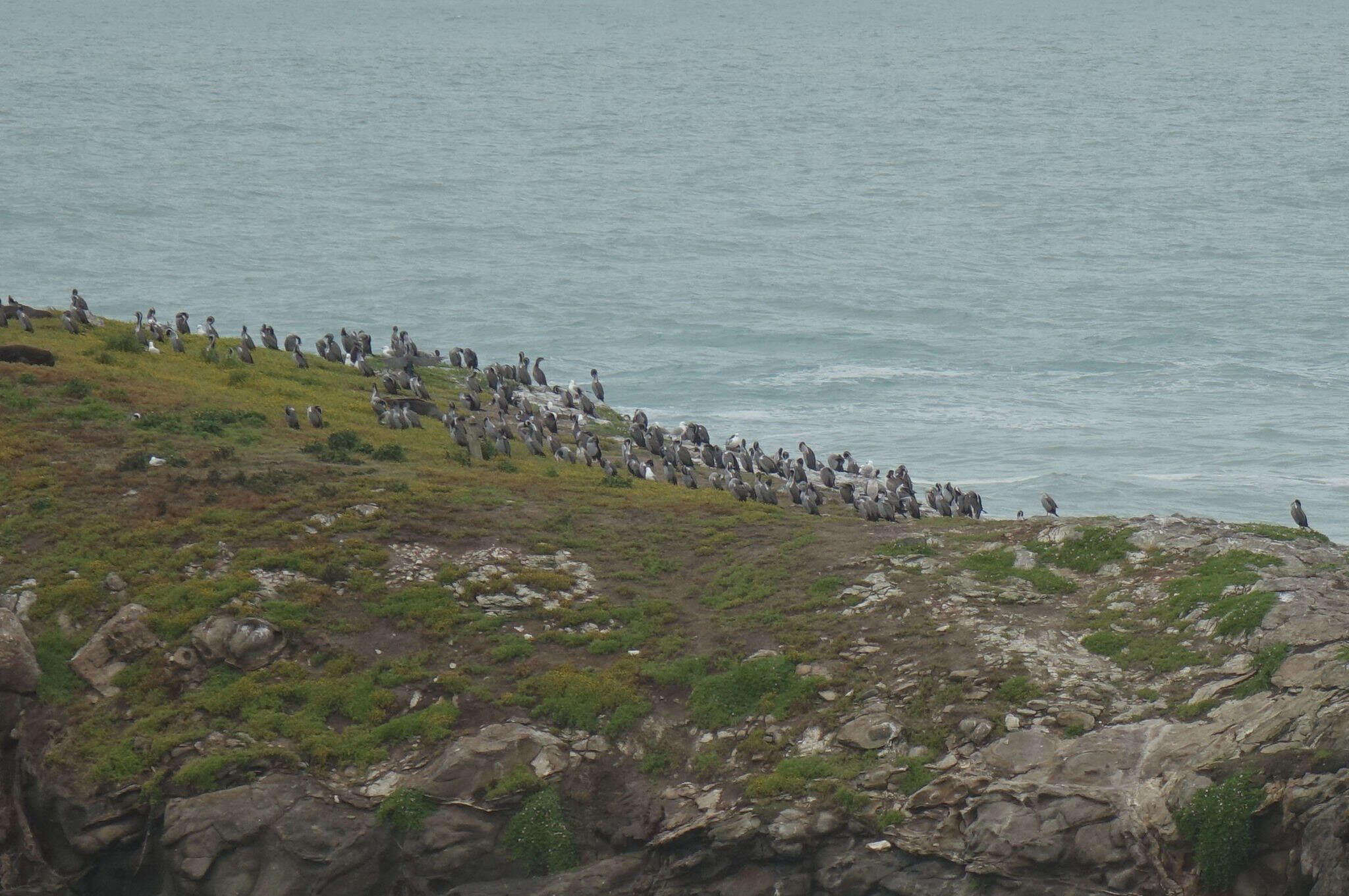 Image of Phalacrocorax punctatus punctatus (Sparrman 1786)