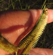 Image of Sign grass