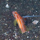 Image of Orange-striped shrimpgoby