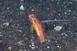 Image of Orange-striped shrimpgoby