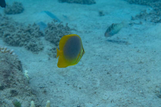 صورة Chaetodon aureofasciatus Macleay 1878