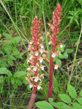 Image of summer coralroot